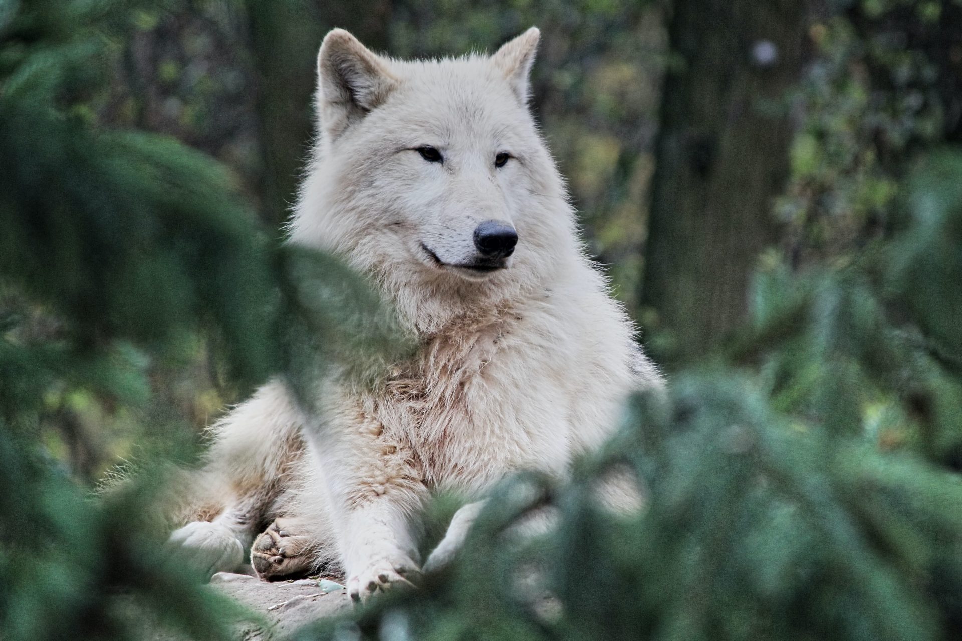 Wolves of the Rockies Protecting Yellowstone & Rocky Mountain Wolves