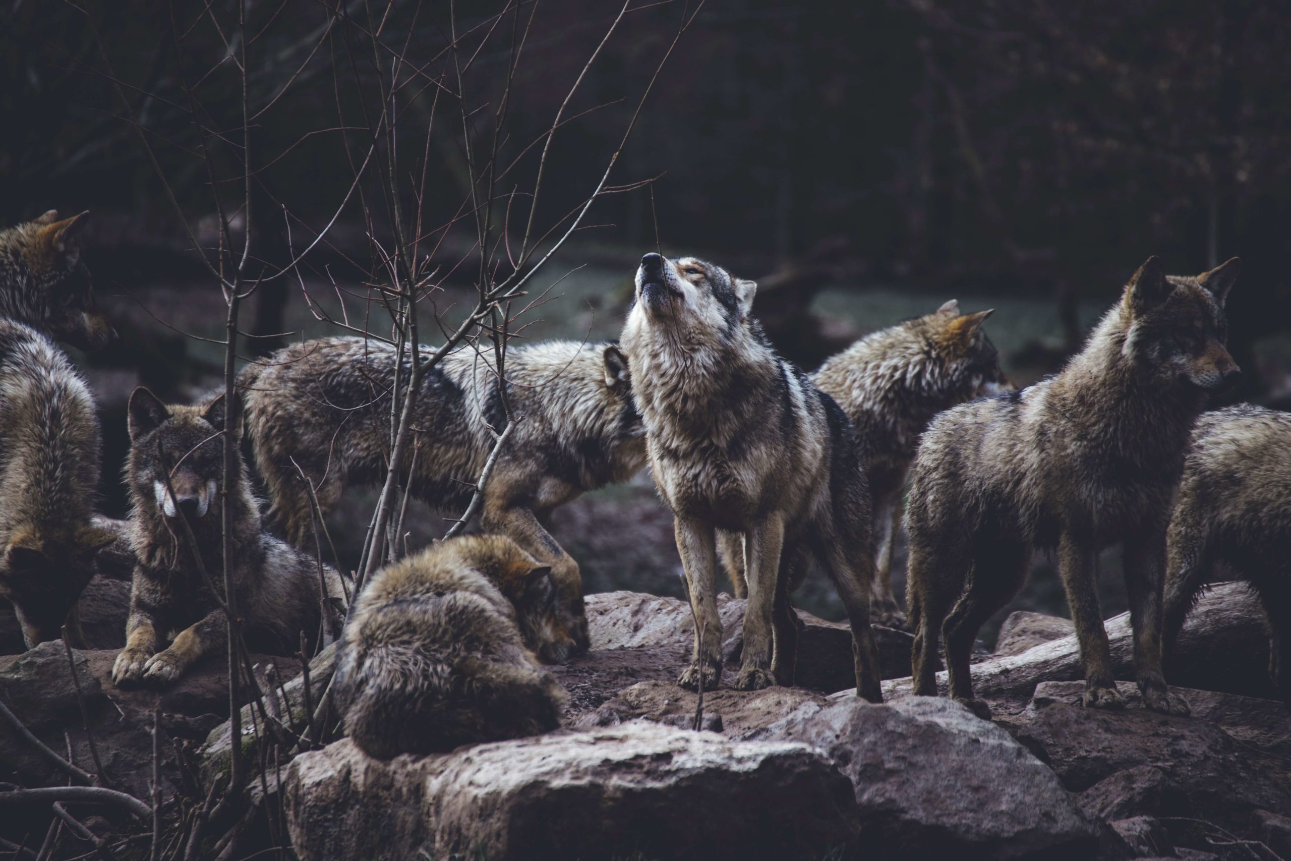 Wolves